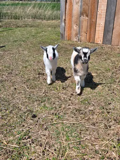 Nigerian Dwarf Bucklings for Sale! Looking for friendly, healthy, and adorable additions to your far...