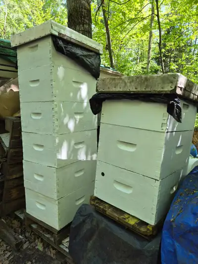 Beekeeping Equipment FOR SALE – Hives, Boxes, Trailer, RTV, View more