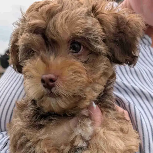 Morkiepoo Puppies in Dogs & Puppies for Rehoming in Oshawa / Durham Region - Image 2