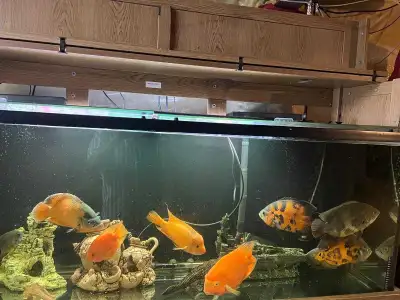 Tons of cichlids for sale. For details and pricing please call 416 727 1859.