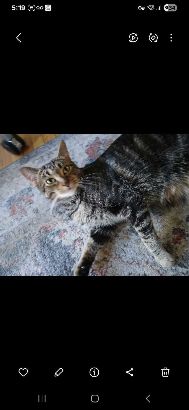 Hypoallergenic 3 yr old female cat in Cats & Kittens for Rehoming in City of Toronto - Image 3