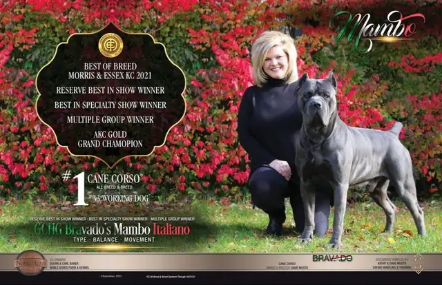 Registered Cane Corso Breeder Champion Bloodlines in Dogs & Puppies for Rehoming in Ottawa - Image 8