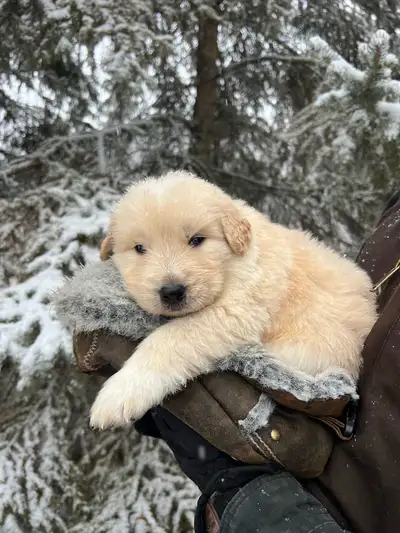 Great Pyrenees/ Bernese Mountain Dog/ Golden Retriever Puppies, View more