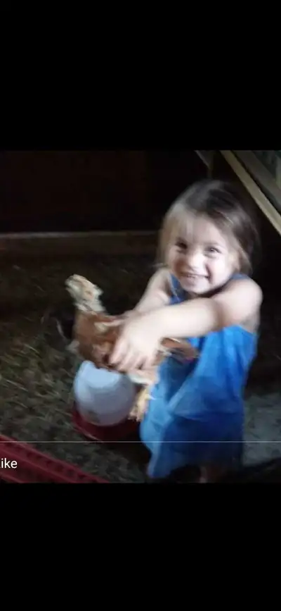 Easter Egger Layer Chicks, ENDERBY B.C, View more