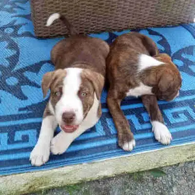 Strong Healthy Puppies, View more