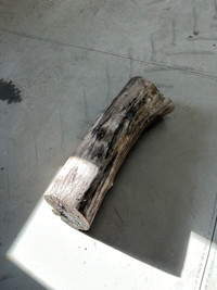 Spalted maple log