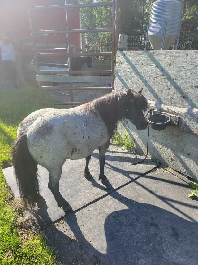 miniature horses in Horses & Ponies for Rehoming in Edmonton - Image 5