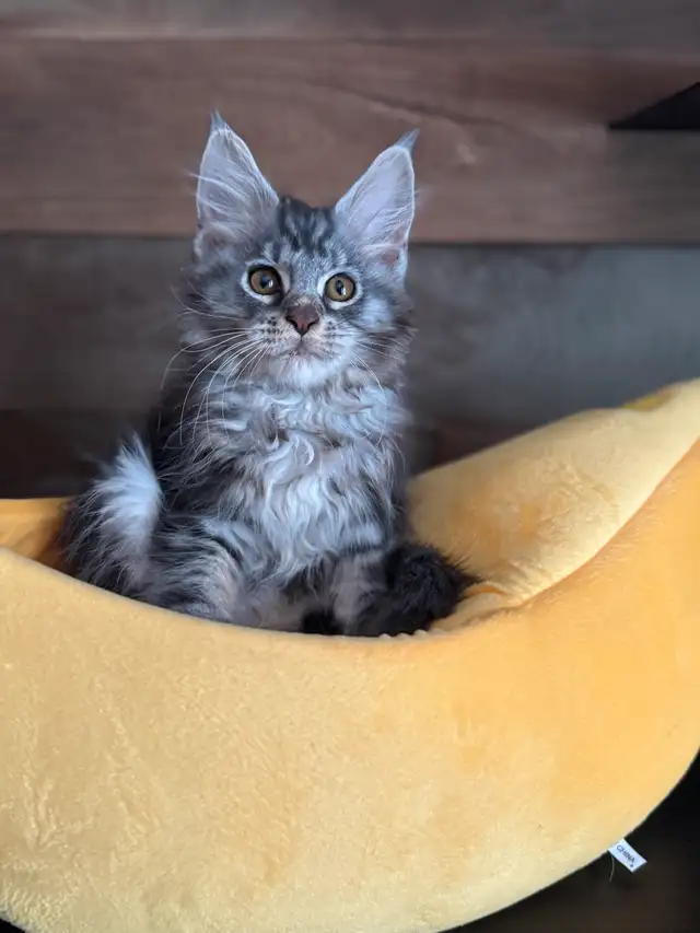 Chaton Maine Coon pure race