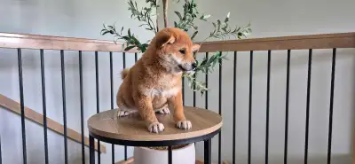 Shiba Inu Puppies , View more