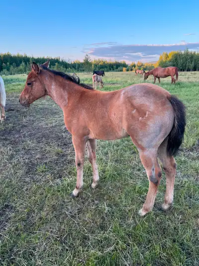 2025 AQHA filly, View more