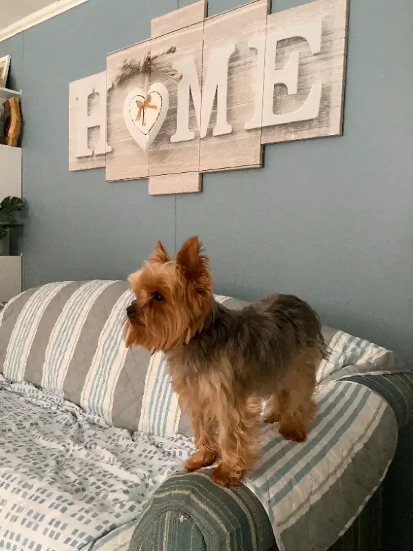 SMALL/MED PET DOG SITTER $35 day/night in Animal & Pet Services in Saint John - Image 2