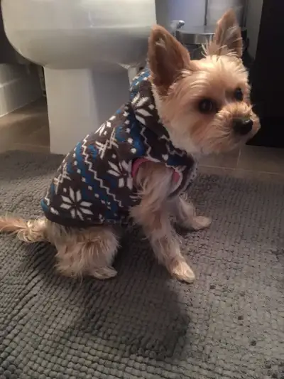 Puppy Christmas Sweater , View more