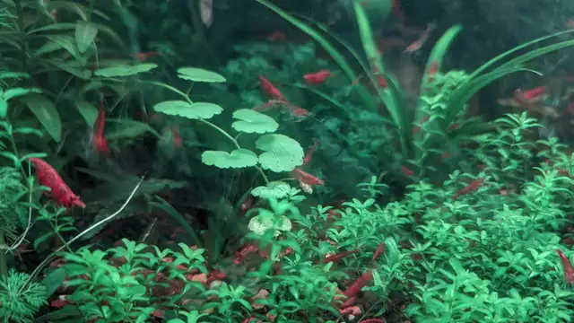 Red Cherry Shrimp (neocaridina) in Fish for Rehoming in Markham / York Region - Image 4