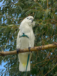 Home for your cockatoo or  Macaw 