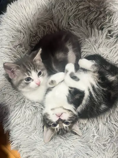 Very adorable kittens looking for a home to care for them (one male and one female) - Home kittens n...