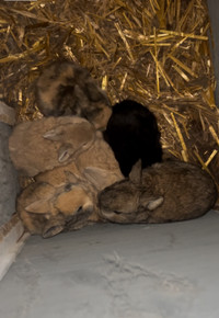 Baby bunnies ready to go in 2 weeks!!!