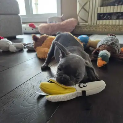 French bulldog  puppies, View more