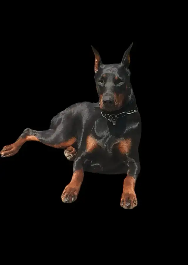 European CKC Registered top pedigree Doberman puppies in Dogs & Puppies for Rehoming in Mississauga / Peel Region - Image 9