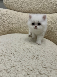 Very Cute British Shorthair Kitten