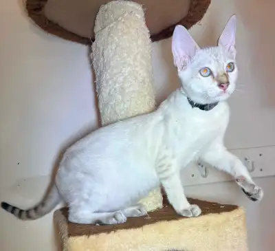 Chaton Savannah F5 mâle golden (c. noir). Stérilisé., View more