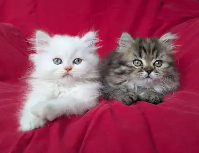 Chaton persan affectueux ( Vermifugé ), View more