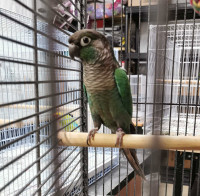 BEAUTIFUL TURQUOISE MALE CONURE WITH CAGE AND ACCESSORIES 