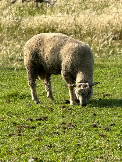 We have three registered charollais rams for sale. One is a 2021 proven ram, two are 2024 ready to g...