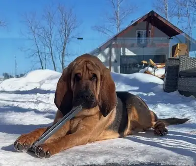 Bloodhound Puppies CKC Champion Bloodlines  Available, View more