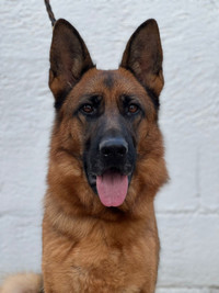 4 Yr old Imported German Shepherd Female available for Adoptio
