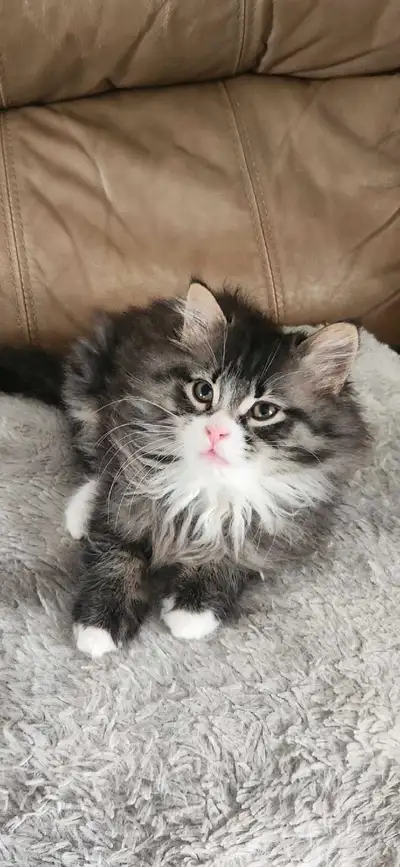 Chaton tres amical Agé 2mois 514-654-3730