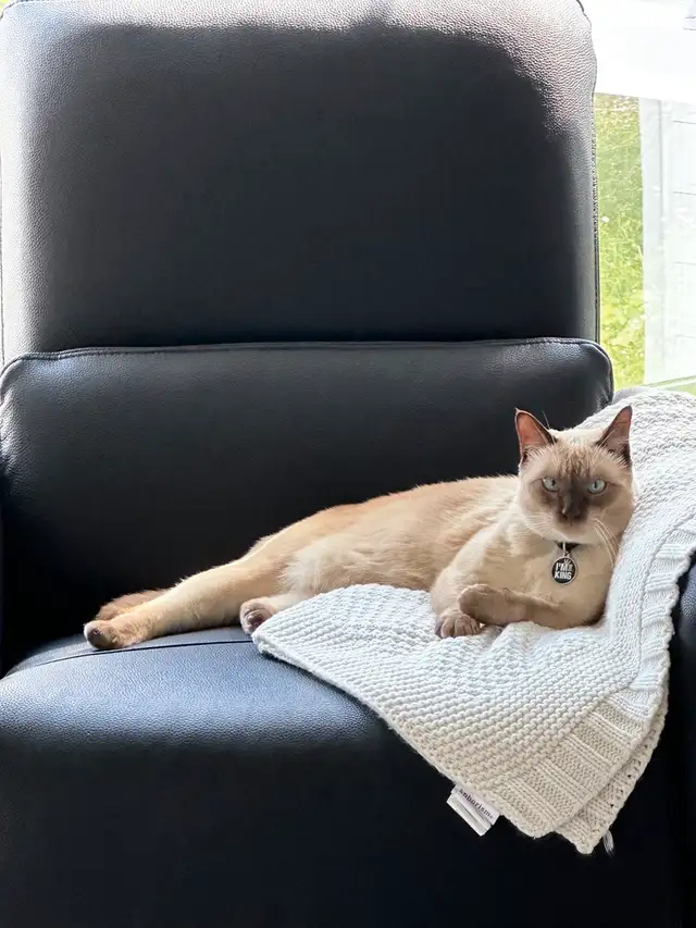 Magnifique chat Tonkinois-Birman cherche une famille pour la vie