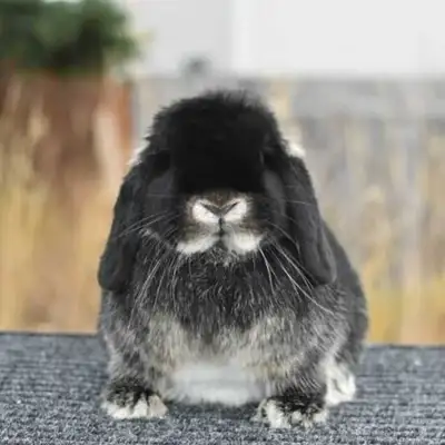 Two holland lop does available Both are purebred Both under 7 month old Please contact me for more p...