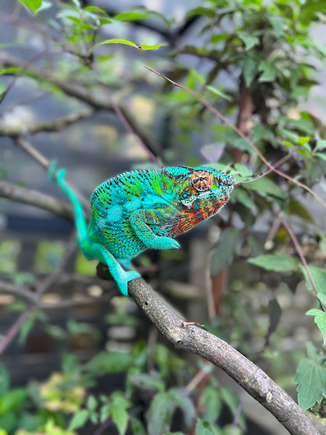 Panther Chameleons for Sale  in Reptiles & Amphibians for Rehoming in Burnaby/New Westminster - Image 2