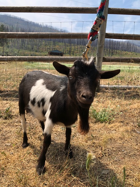Purebred Nigerian Dwarf Breeding Bucks in Livestock in Vernon - Image 5