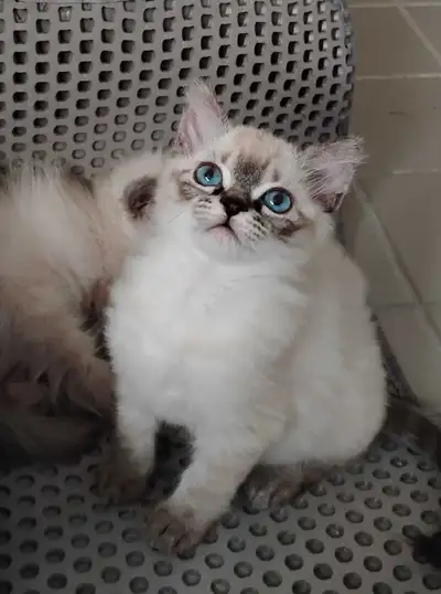 1 Left Female Ragdoll, View more