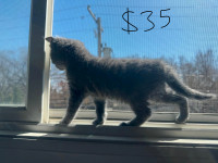 Cats for Sale