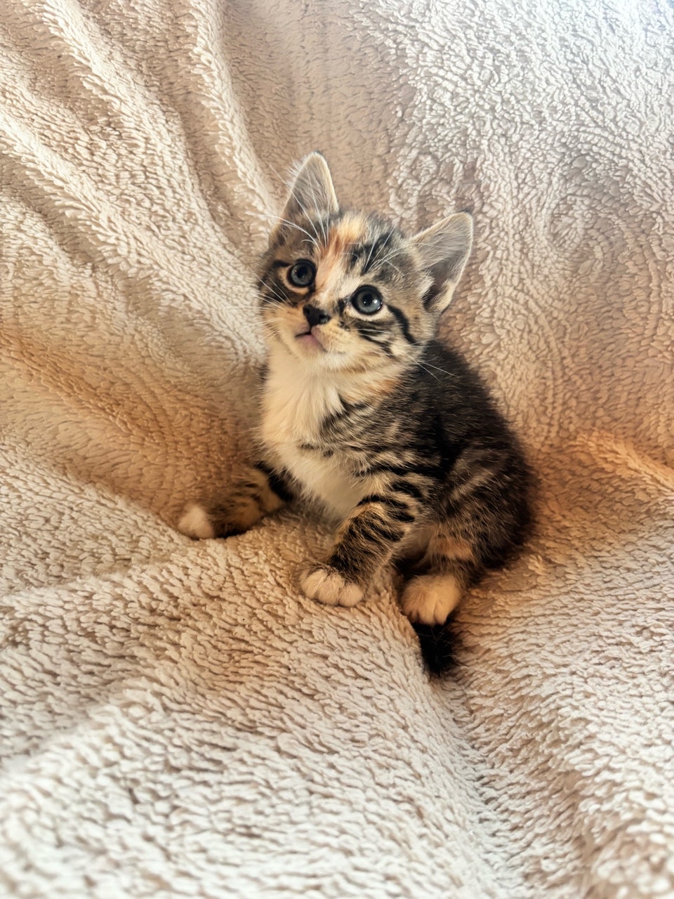 adorable kittens | Cats & Kittens for Rehoming | Vernon | Free local ...