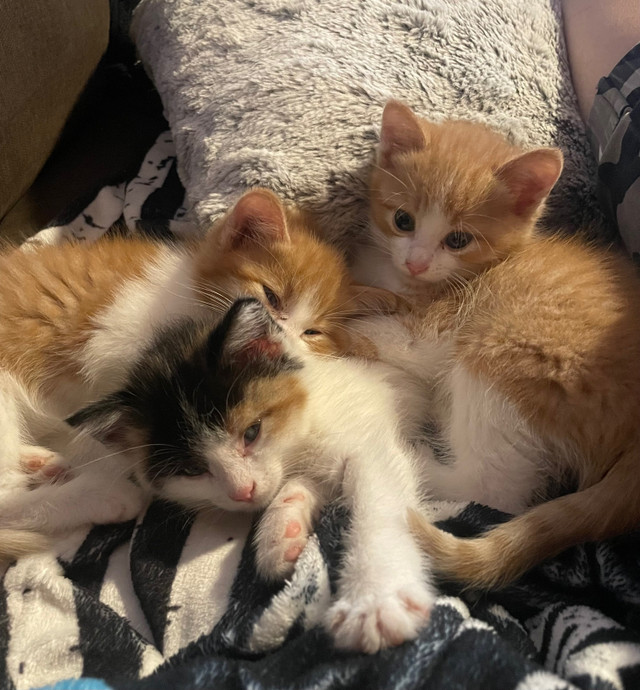 Kittens for sale  in Cats & Kittens for Rehoming in North Bay