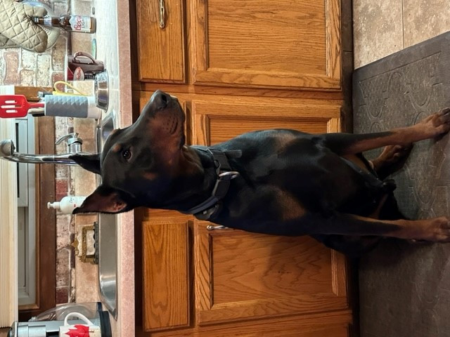 Male Doberman in Dogs & Puppies for Rehoming in Leamington