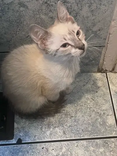 3 Kittens available , View more