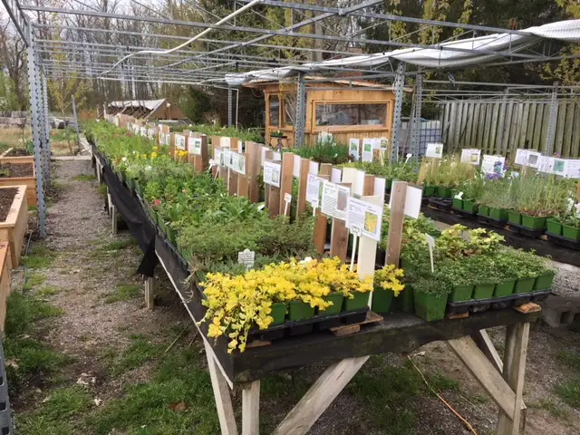 Perennials For Sale62863734693250121