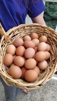 Homestead Free Range Organic Brown Eggs