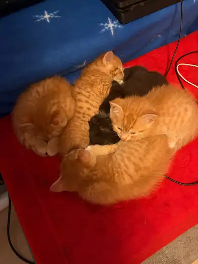 kittens for sale , View more