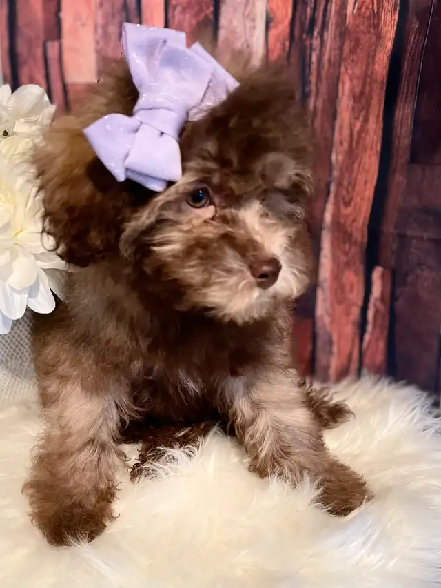 Micro Mini Bernedoodle’s in Dogs & Puppies for Rehoming in Edmonton - Image 3