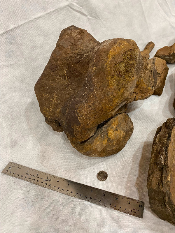 Dinosaur Fossil Bones in Arts & Collectibles in Regina - Image 2