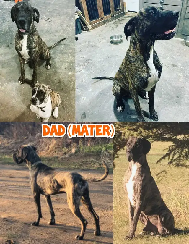 Great Dane x Mastiff puppies Ready to go! in Dogs & Puppies for Rehoming in Edmonton - Image 8