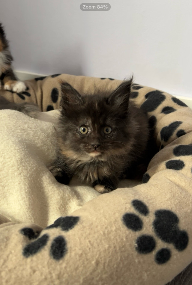 Purebred Maine Coon, Kittens have arrived!!  in Cats & Kittens for Rehoming in Strathcona County - Image 3