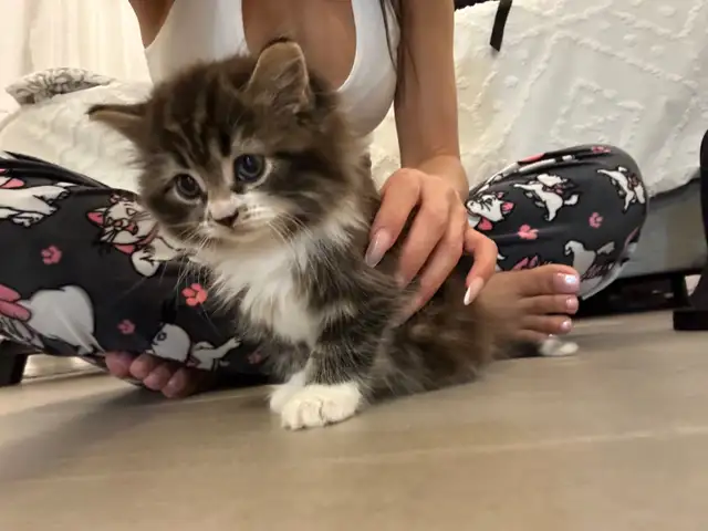  ♡ Siberian Kitten  ♡ health card* + sample food ❤️ in Cats & Kittens for Rehoming in City of Toronto - Image 5