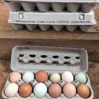  Mixed heritage hatching eggs