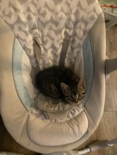 Kittens for sale!, View more